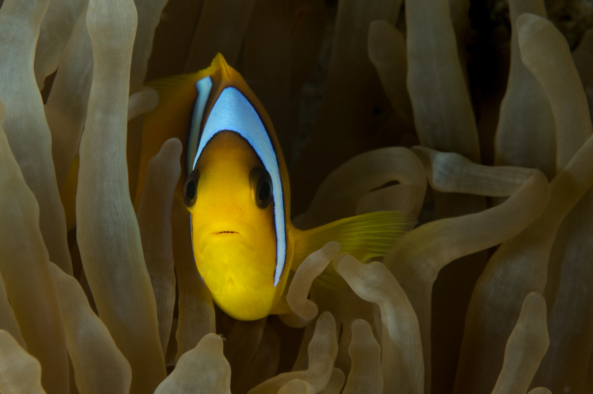 Clown Fish Poster och Canvastavla