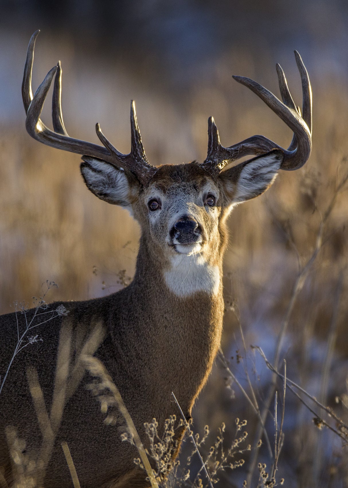 White-tailed deer Poster och Canvastavla