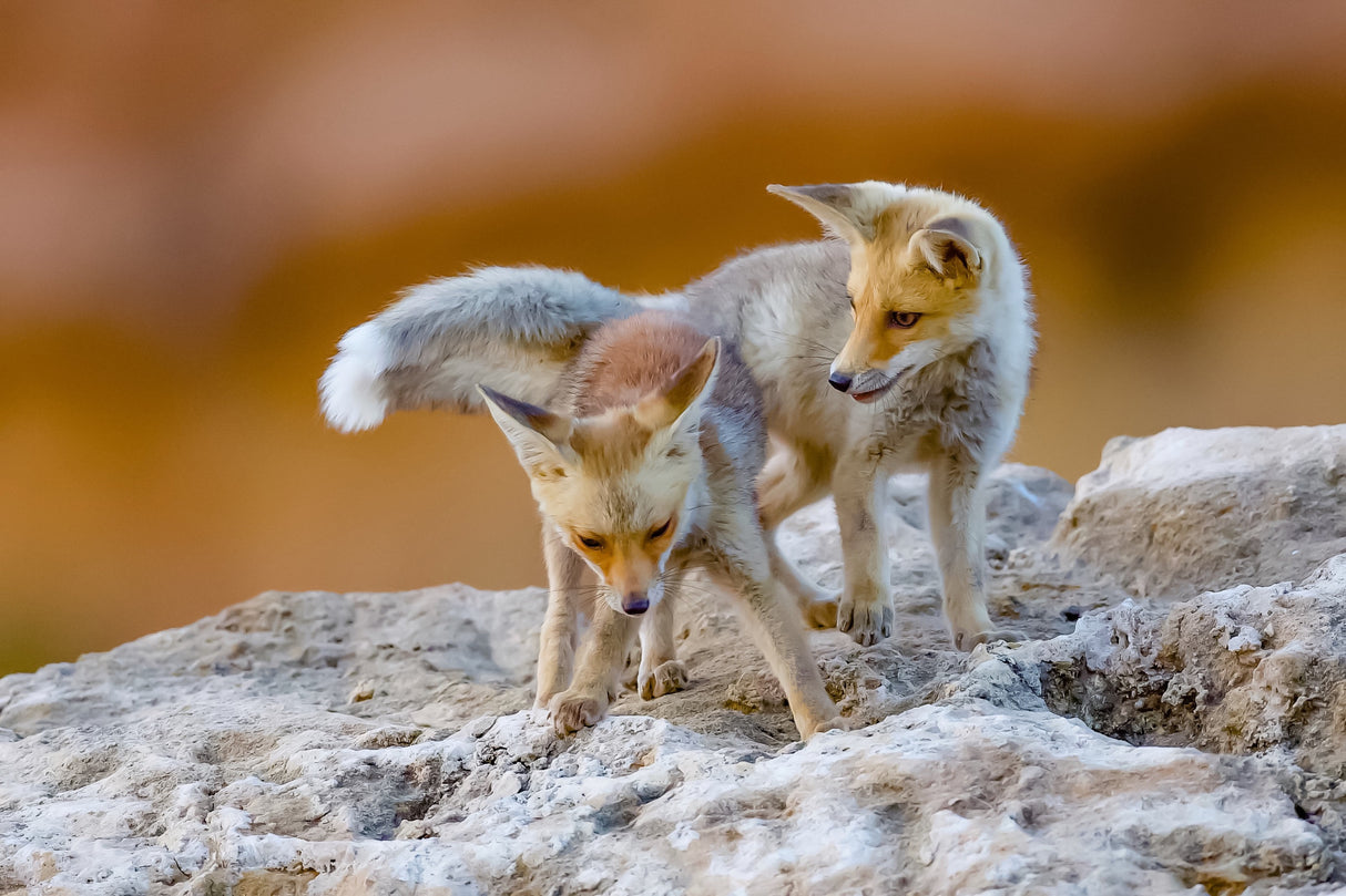 Fox family Poster och Canvastavla