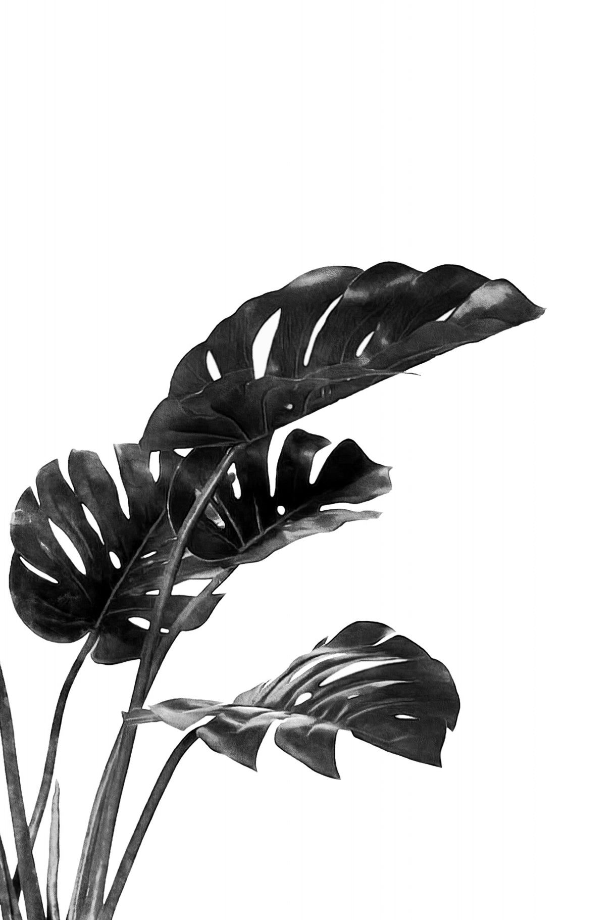 Monstera Black and White 03 Poster och Canvastavla