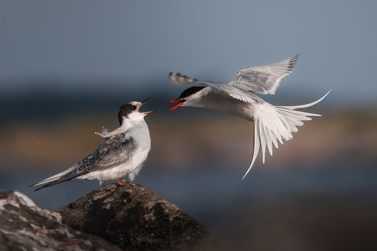 Home delivery, arctic tern style Poster och Canvastavla