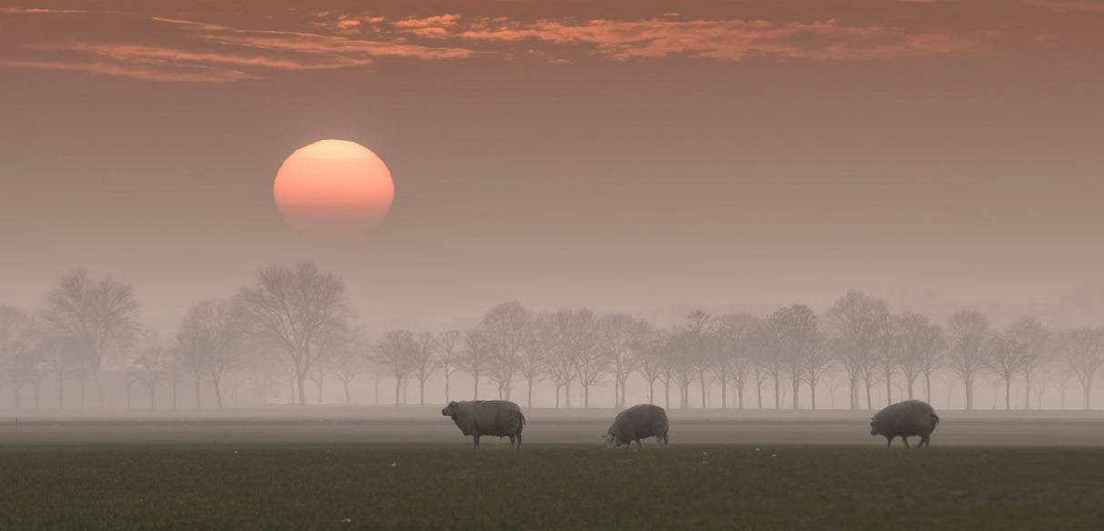 Sunset Poster och Canvastavla