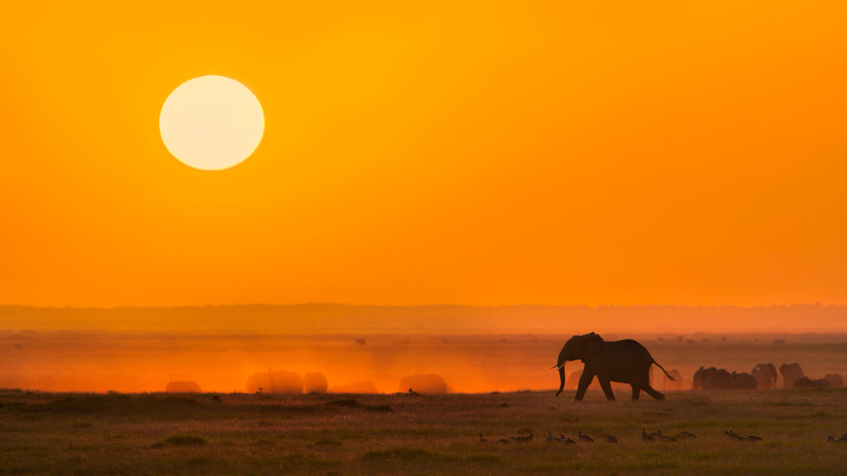 A Golden Morning Poster och Canvastavla
