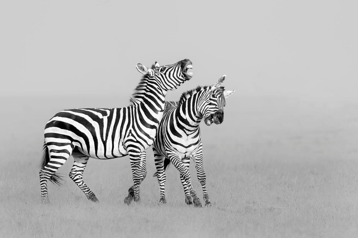 Zebras Poster och Canvastavla