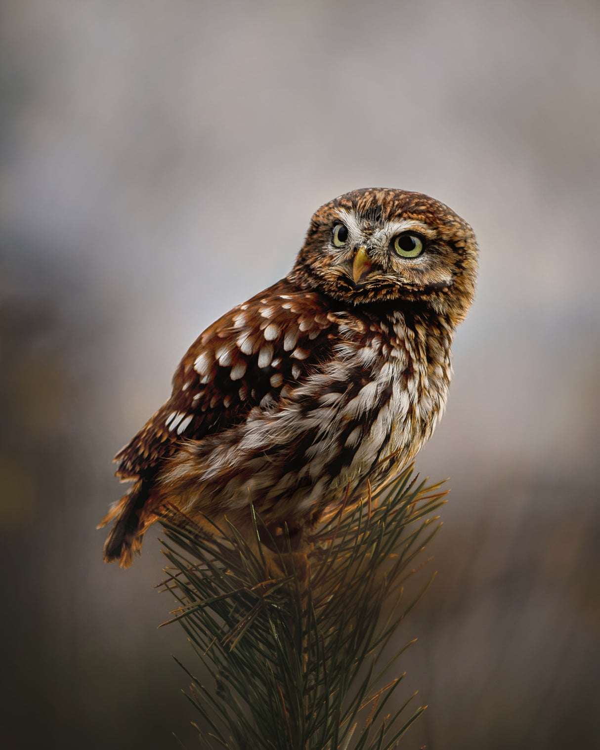 Morning with owl Poster och Canvastavla