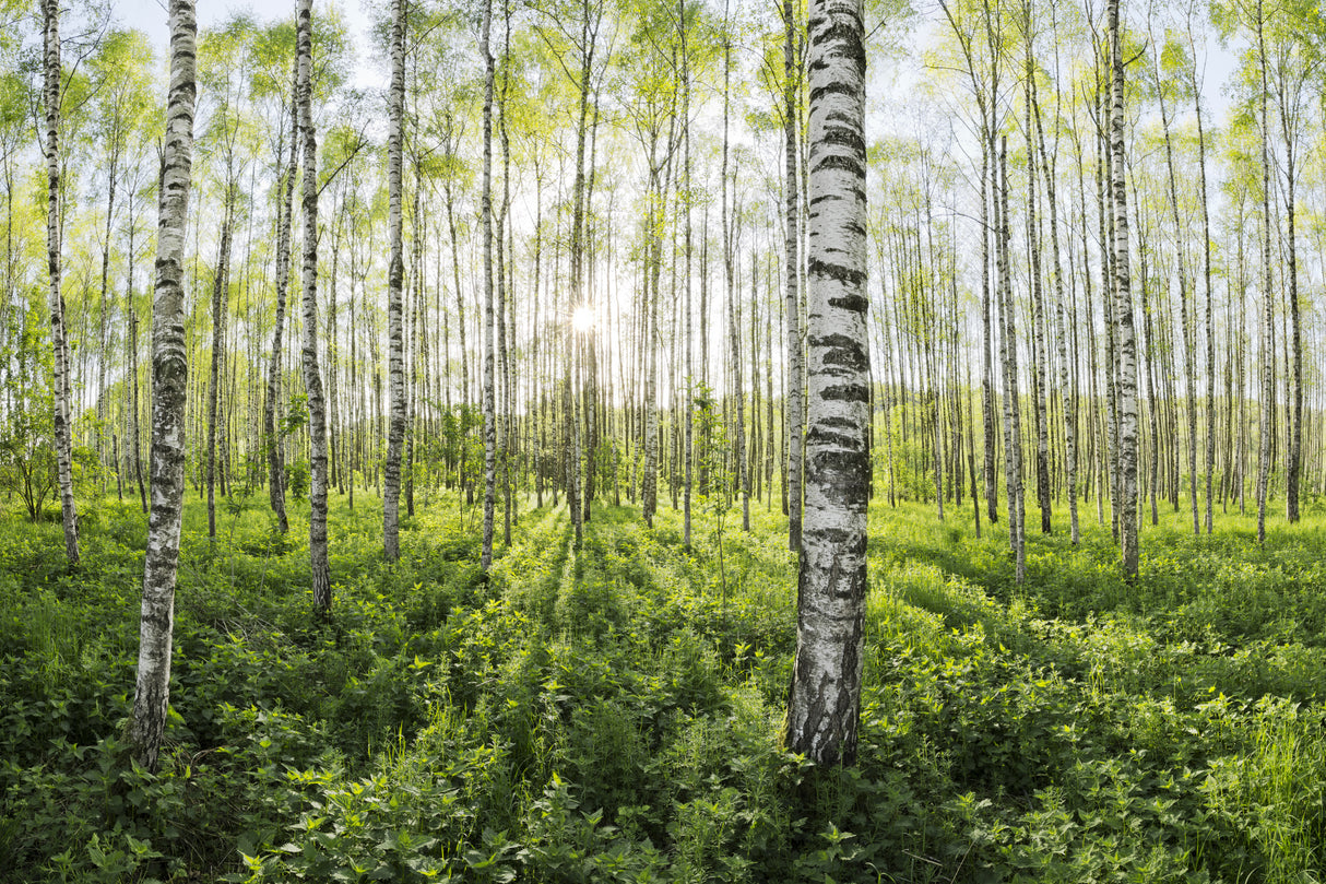 Spring in the Birch Forest Poster och Canvastavla