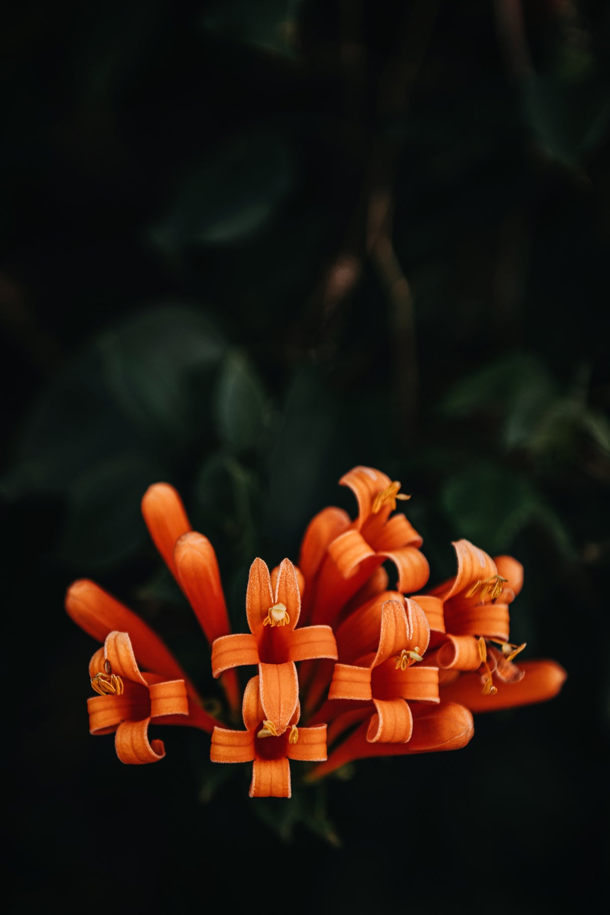 Orange Flowers Poster och Canvastavla