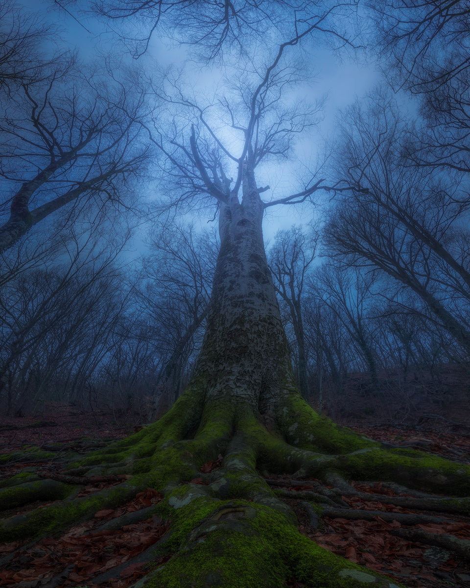 Evil Tree Poster och Canvastavla