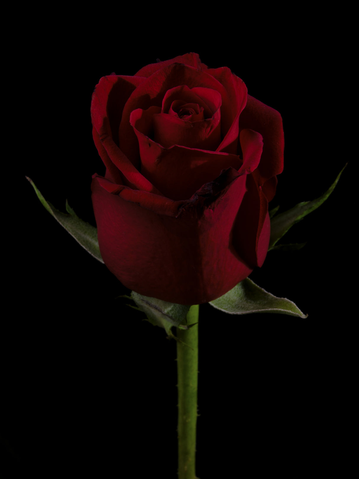 a beautiful red rose Poster och Canvastavla