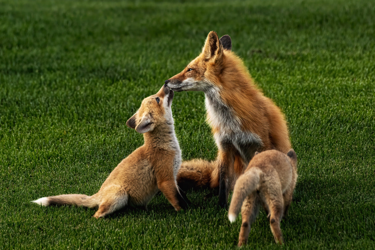 Mother's kiss, sweet kiss. Poster och Canvastavla