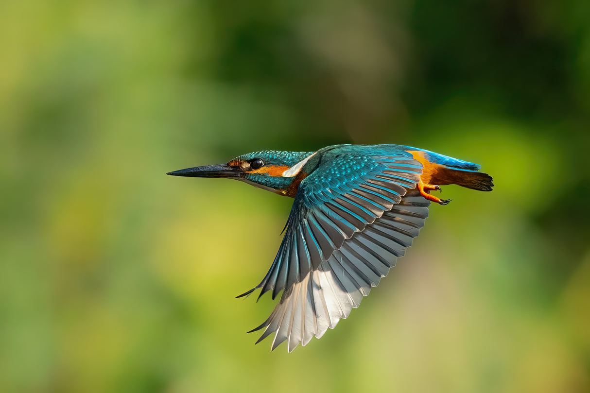 Common Kingfisher Poster och Canvastavla