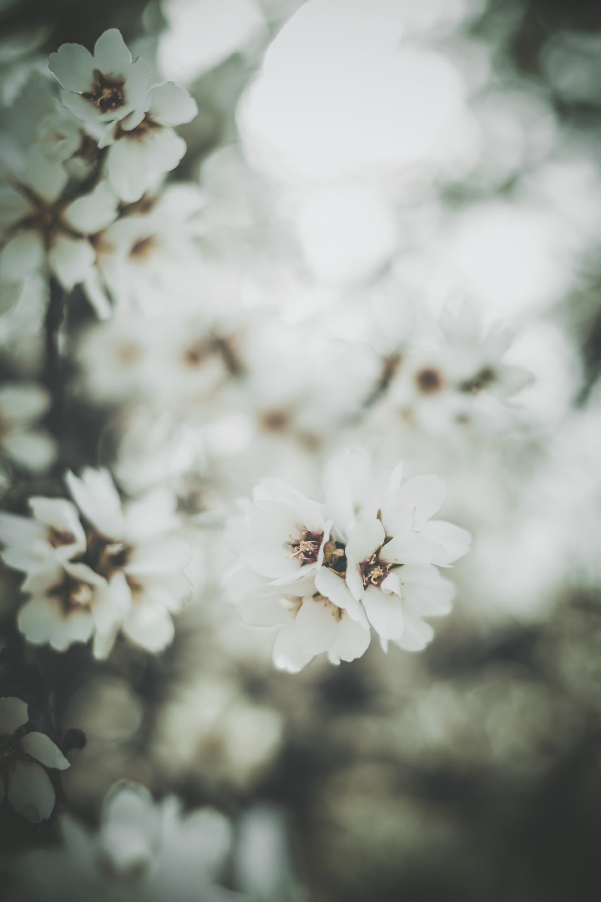 Almond Blossoms Poster och Canvastavla