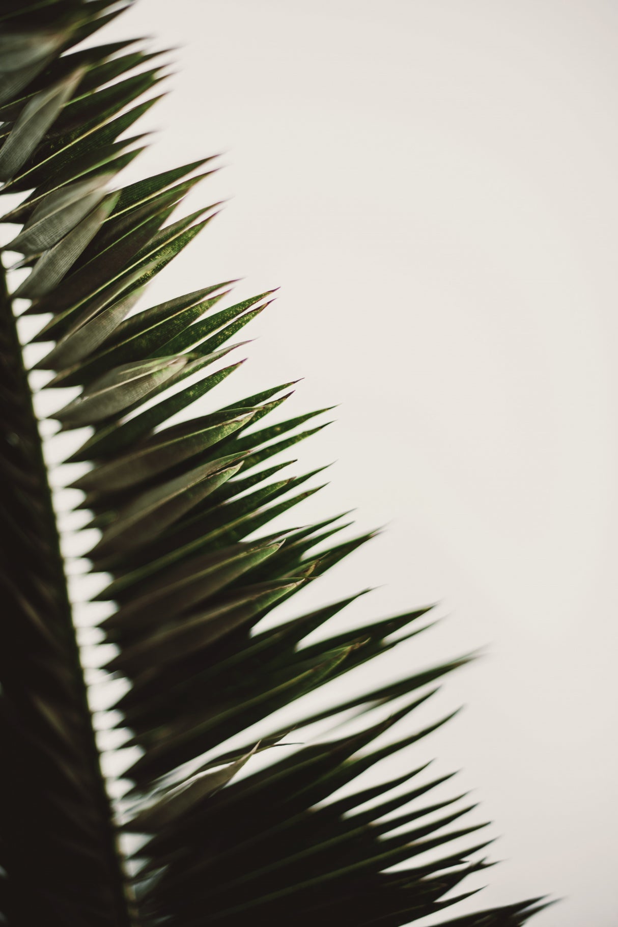 Palm Branches Poster och Canvastavla