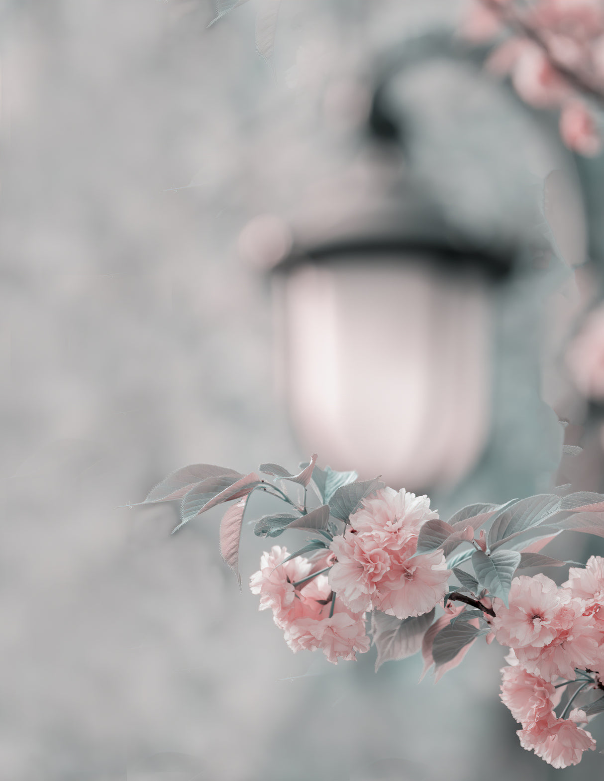 Cherry blossom under street lamp Poster och Canvastavla