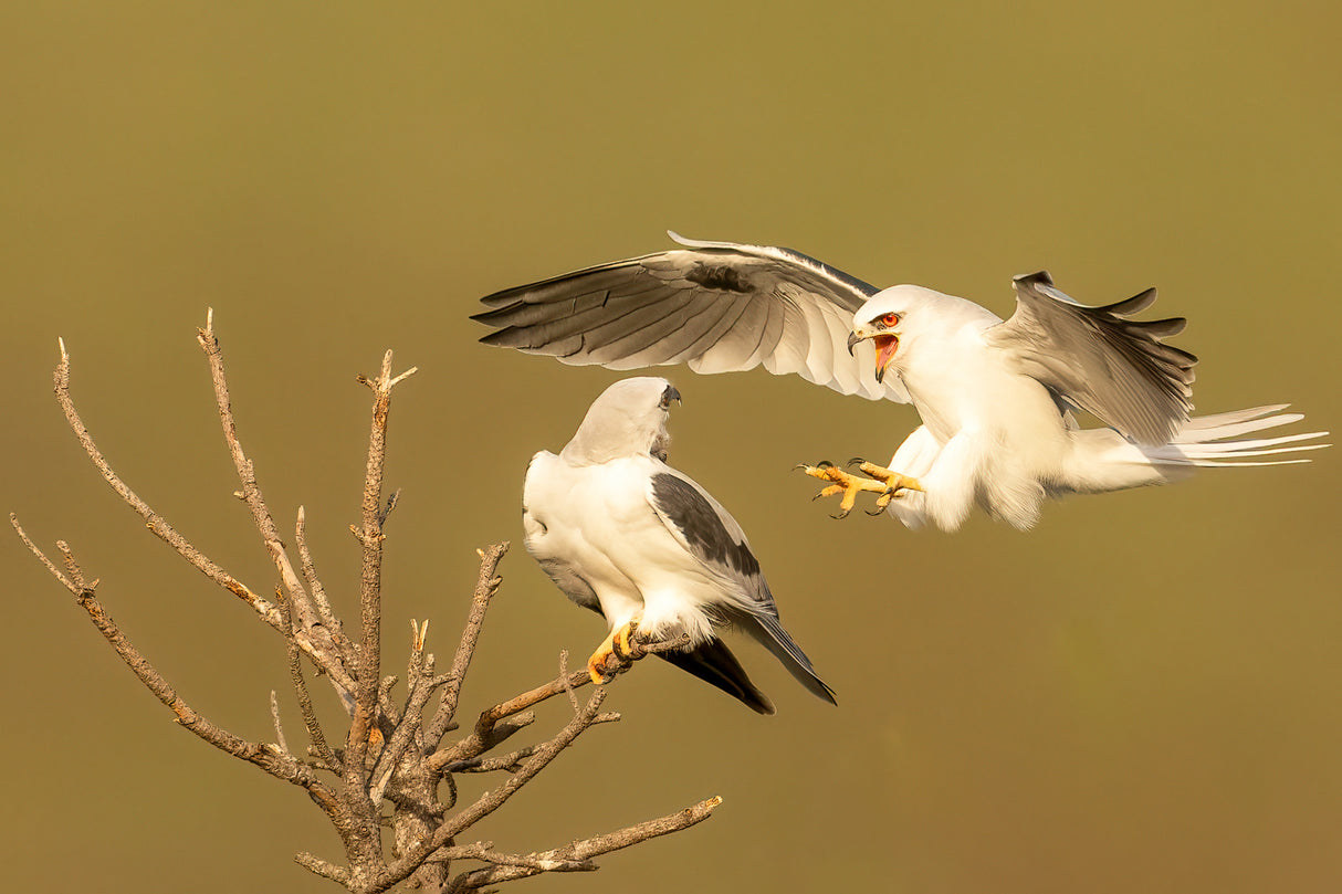 White Tailed Kites Poster och Canvastavla