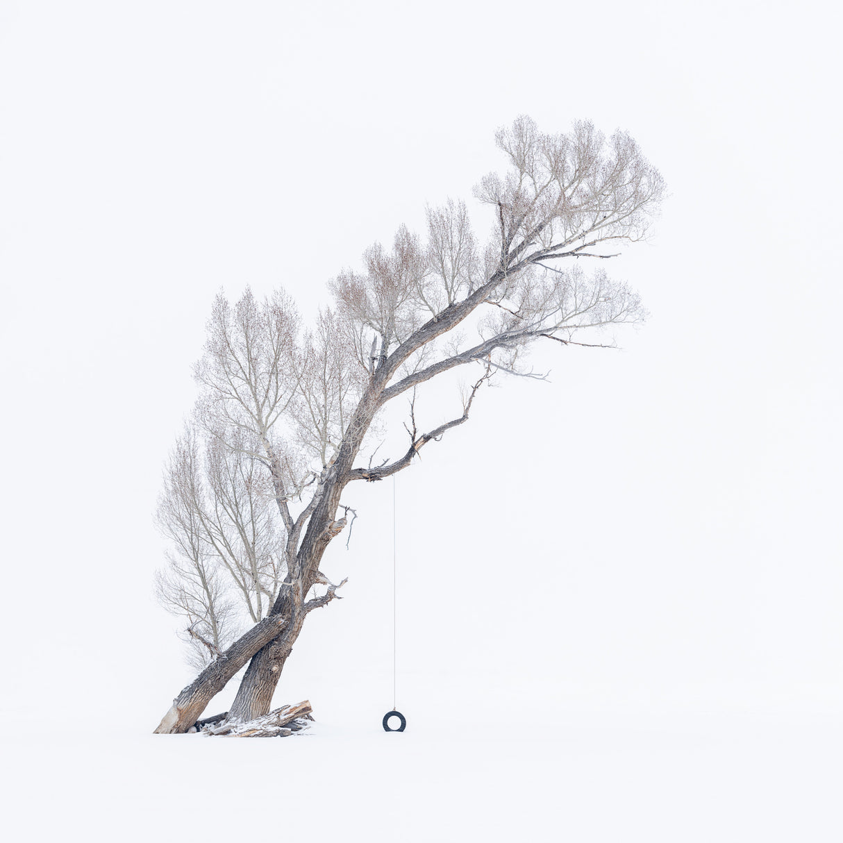 The Swing in Winter Break Poster och Canvastavla