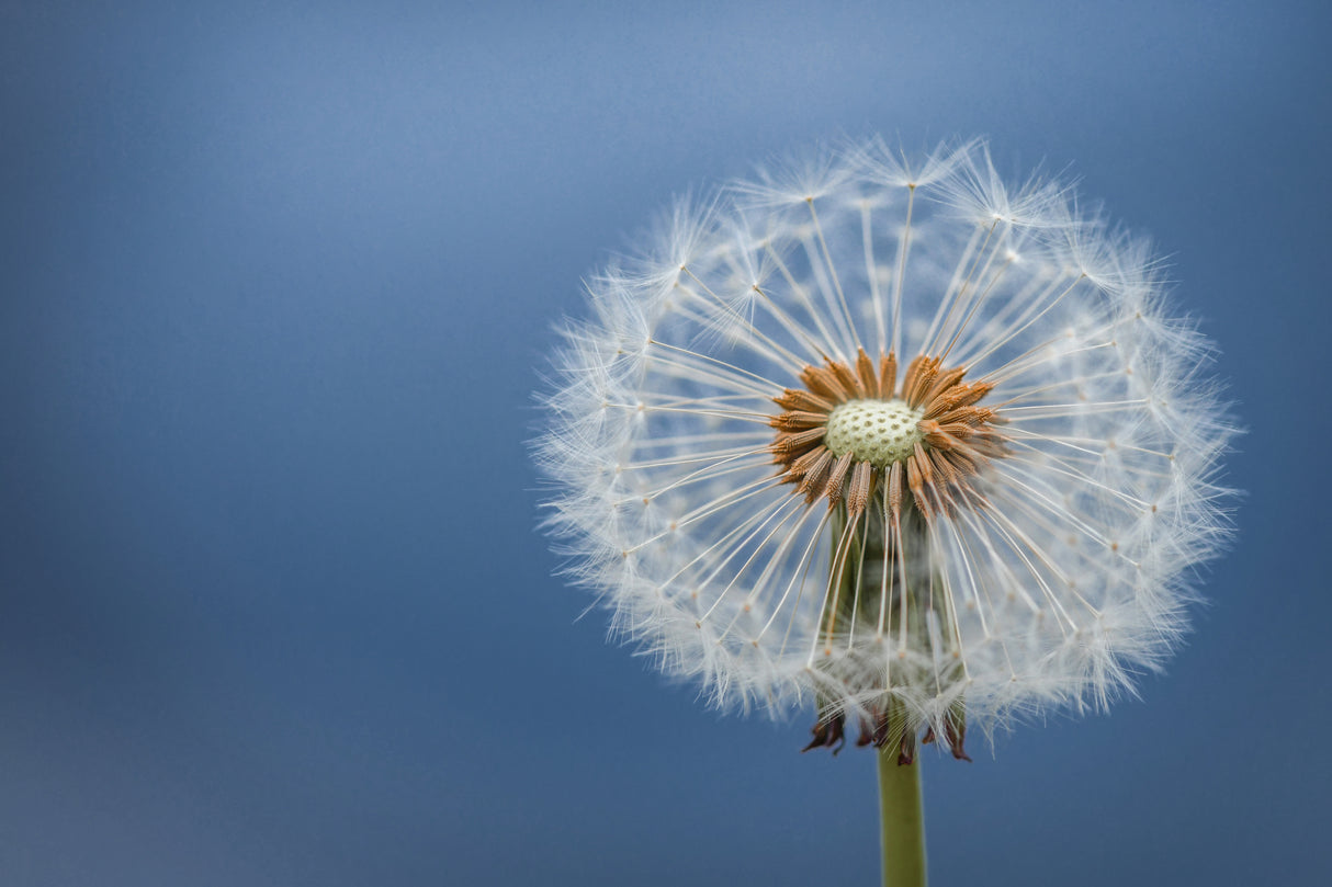 Dandelion Poster och Canvastavla