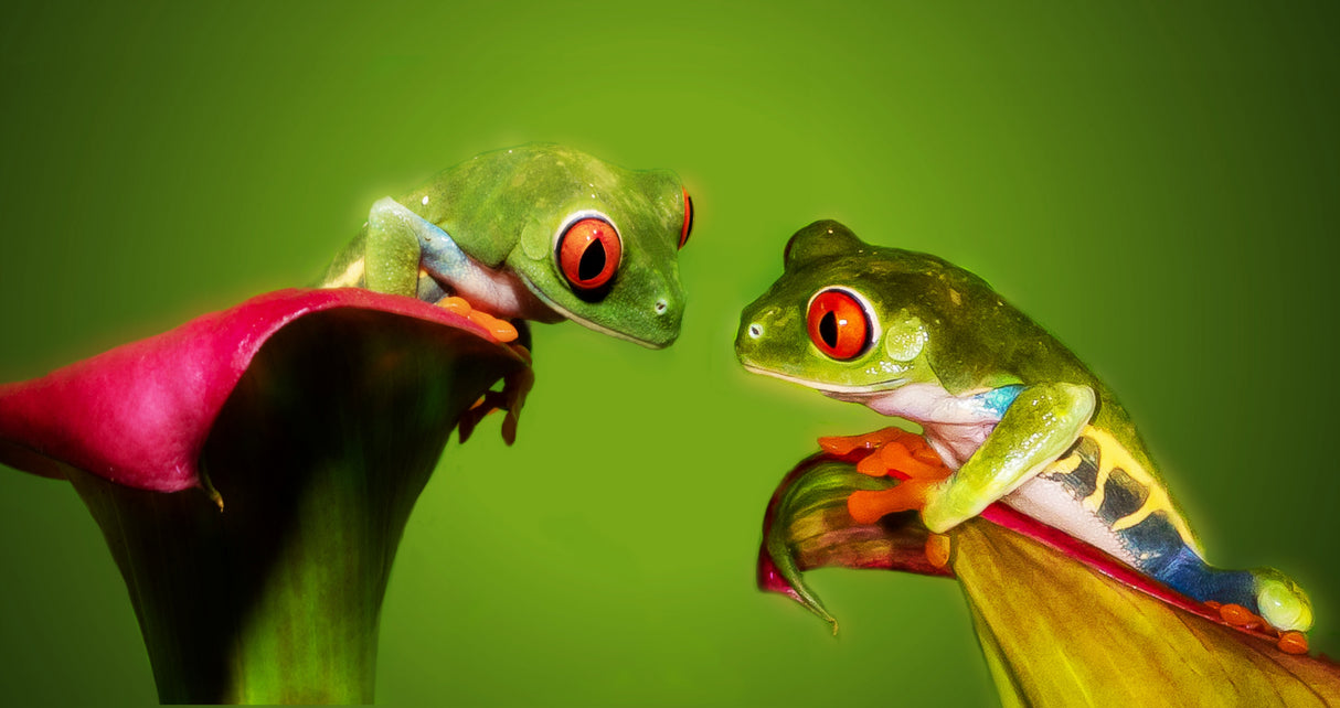 Red-eyed Couple Poster och Canvastavla