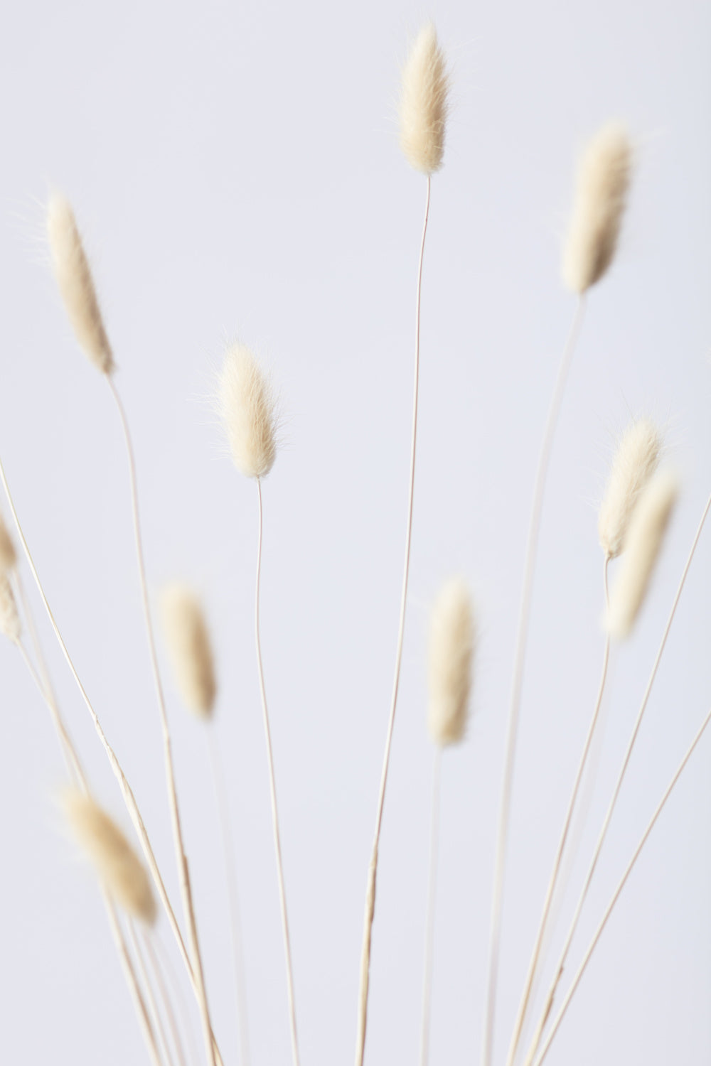 Bunny Grass No 2 Poster och Canvastavla