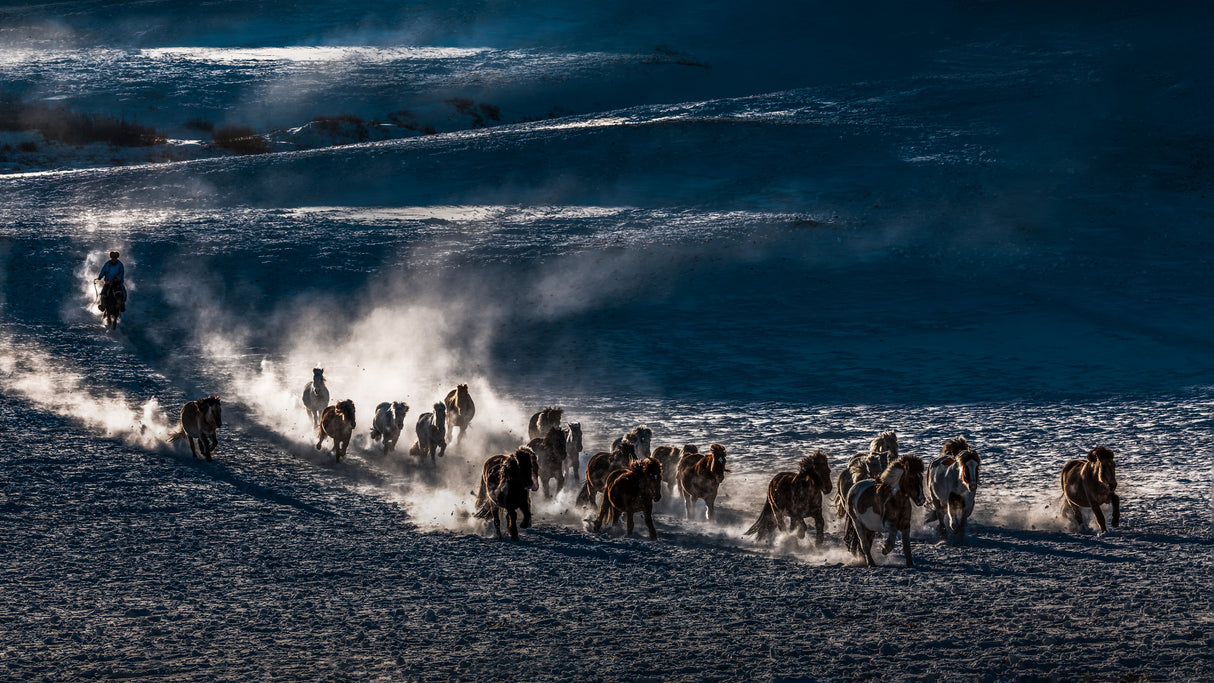 Galloping Horses Poster och Canvastavla