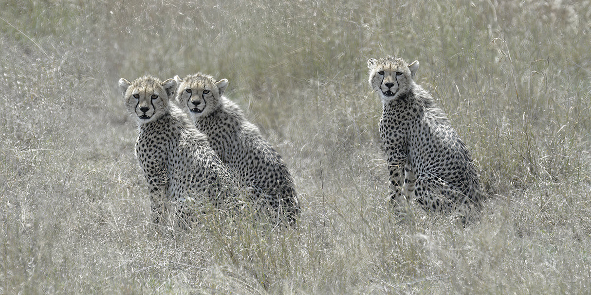Cheetah Cubs Poster och Canvastavla
