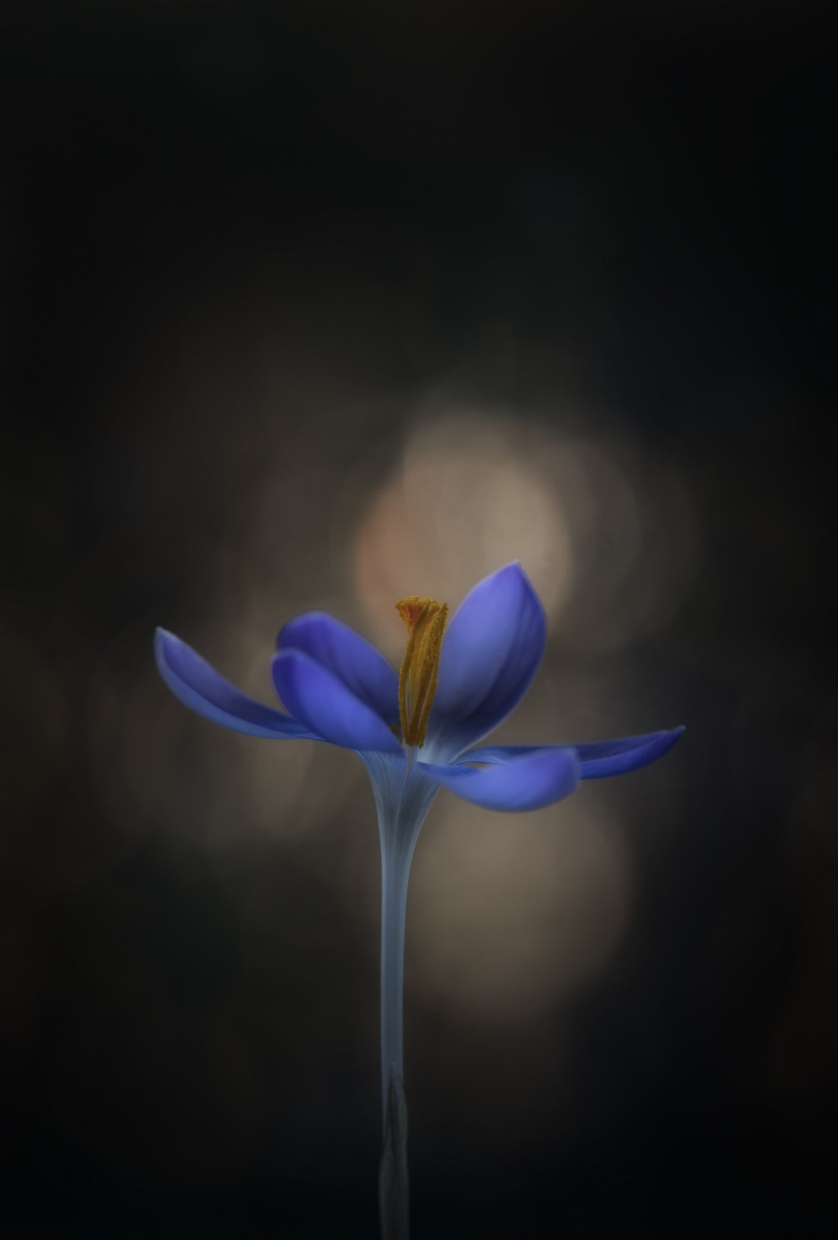 Crocus Poster och Canvastavla