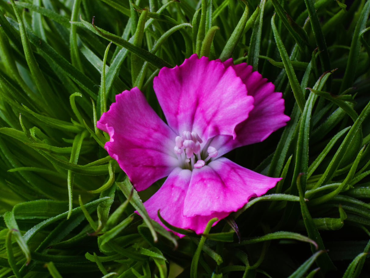 spring flower Poster och Canvastavla