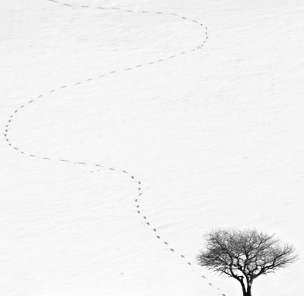 footprint Poster och Canvastavla