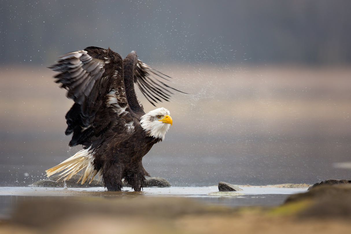 Bald Eagle Poster och Canvastavla