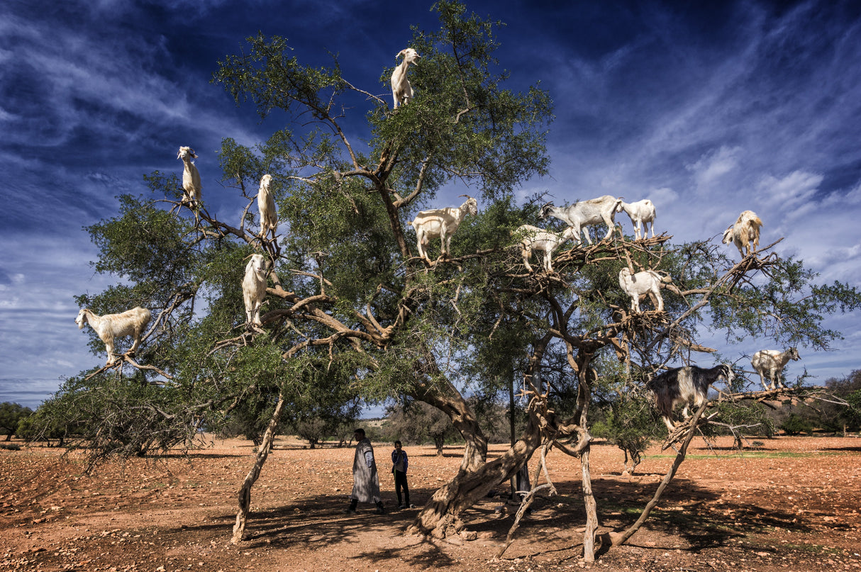 goats on the argan tree Poster och Canvastavla