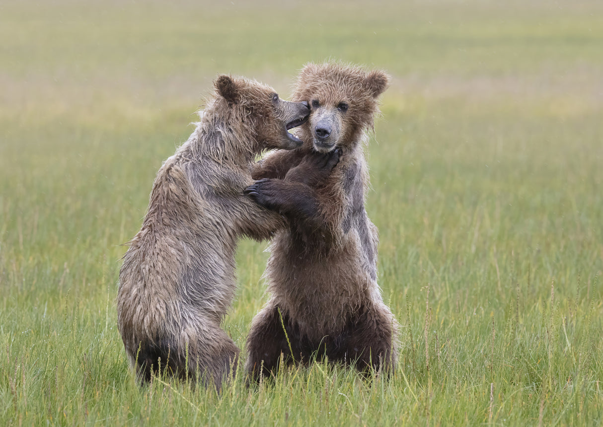 Bear Cubs Playing Poster och Canvastavla