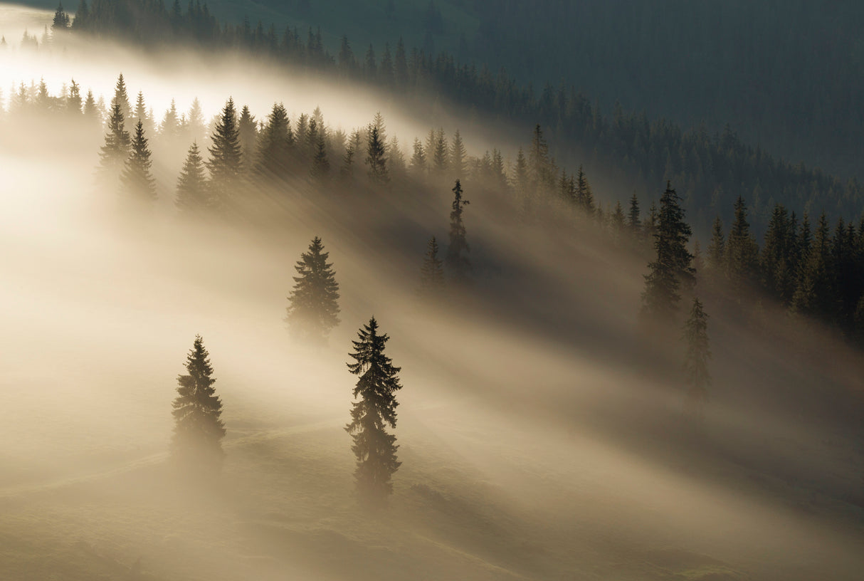 Golden fog Poster och Canvastavla