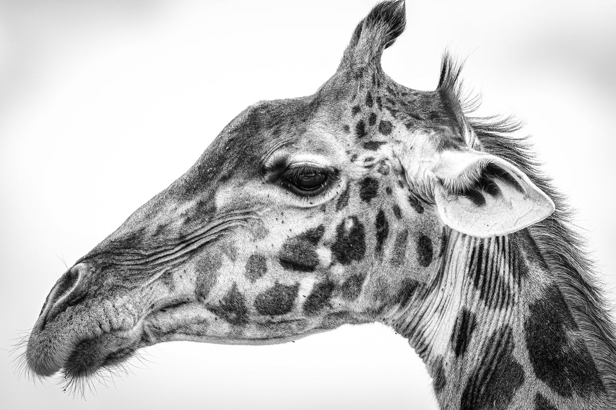 Maasai giraffe Poster och Canvastavla