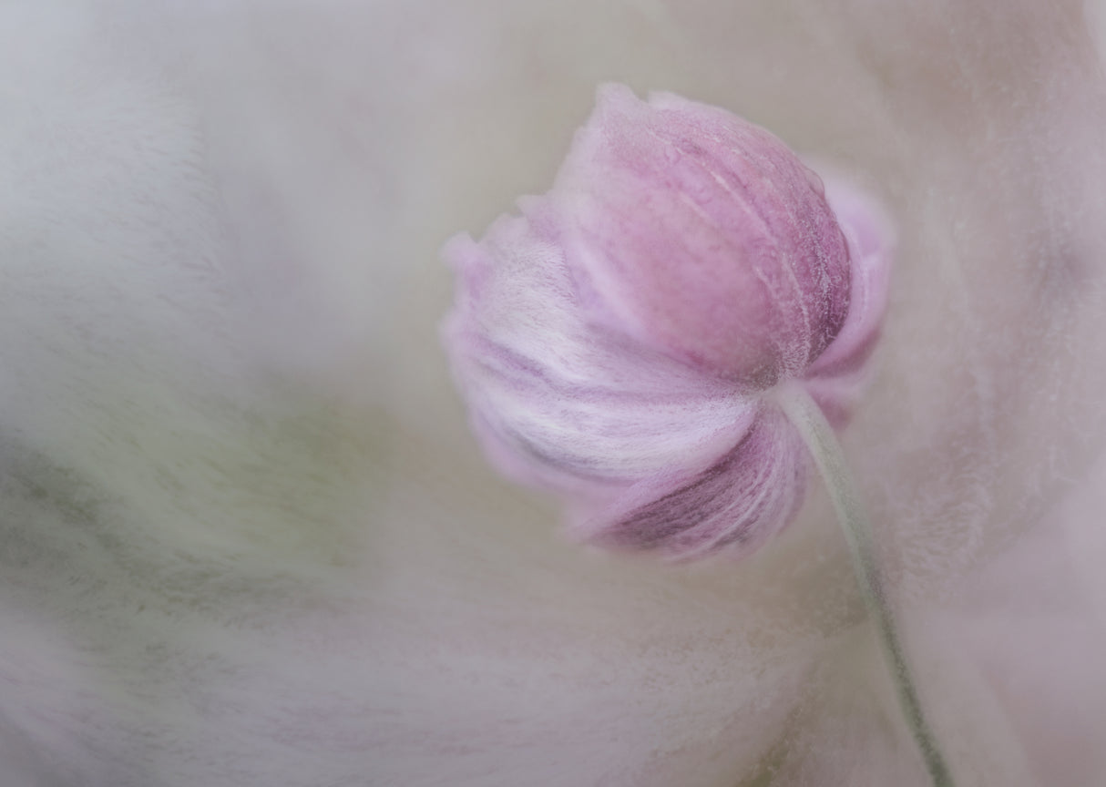 The back... Poster och Canvastavla