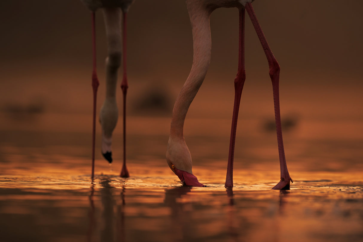 Drinking Life .... Poster och Canvastavla