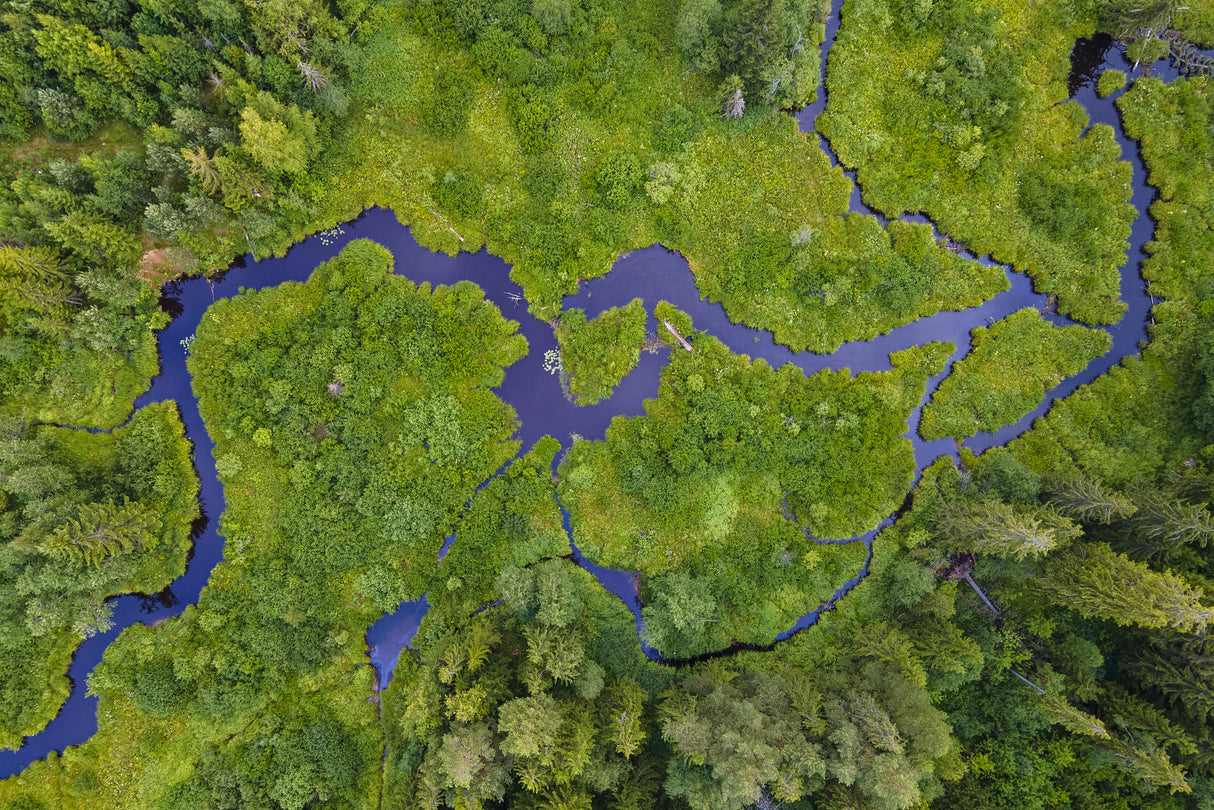 River in forest Poster och Canvastavla