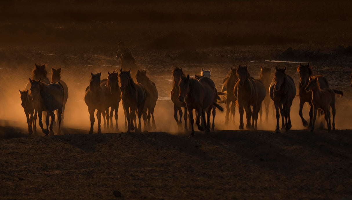 Beautiful The Country of Horses / Poster och Canvastavla