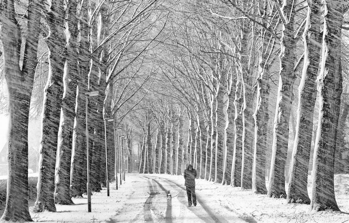 Snowwalk Poster och Canvastavla