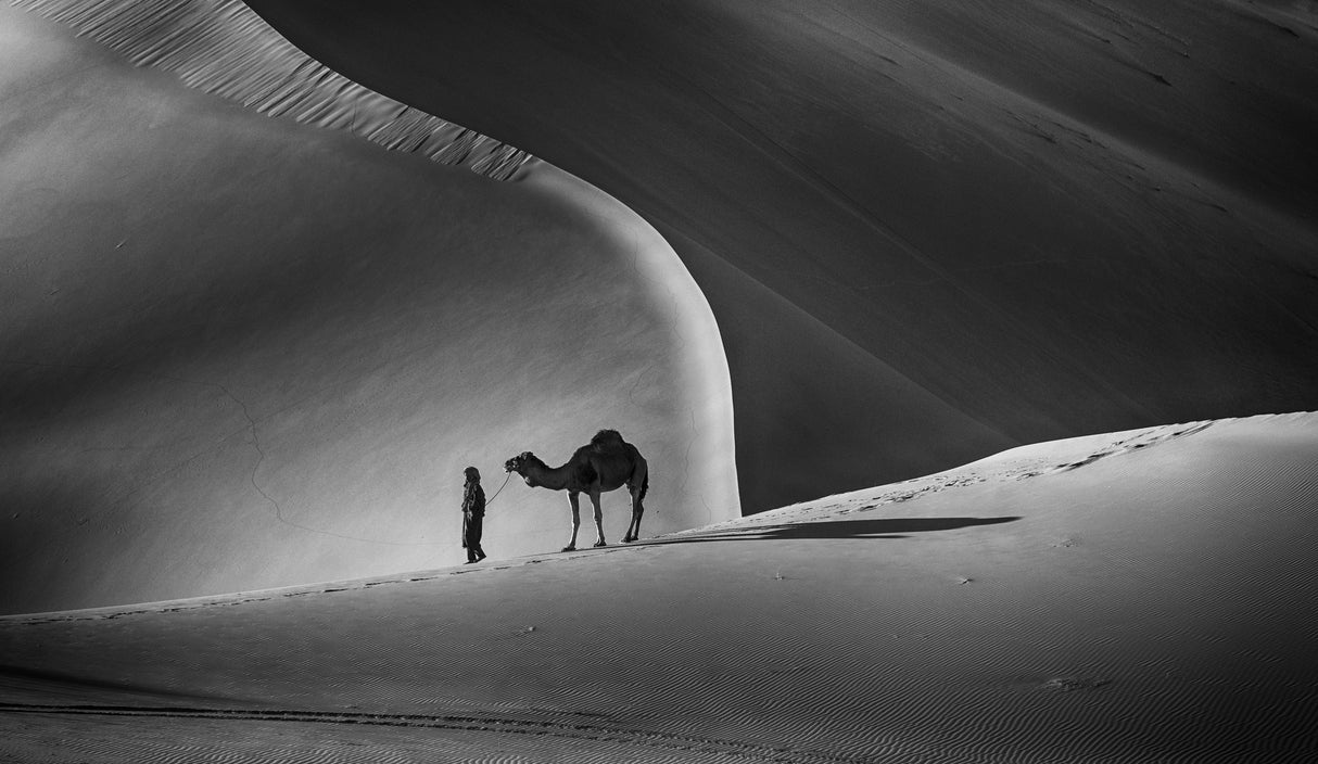 In the Desert Poster och Canvastavla