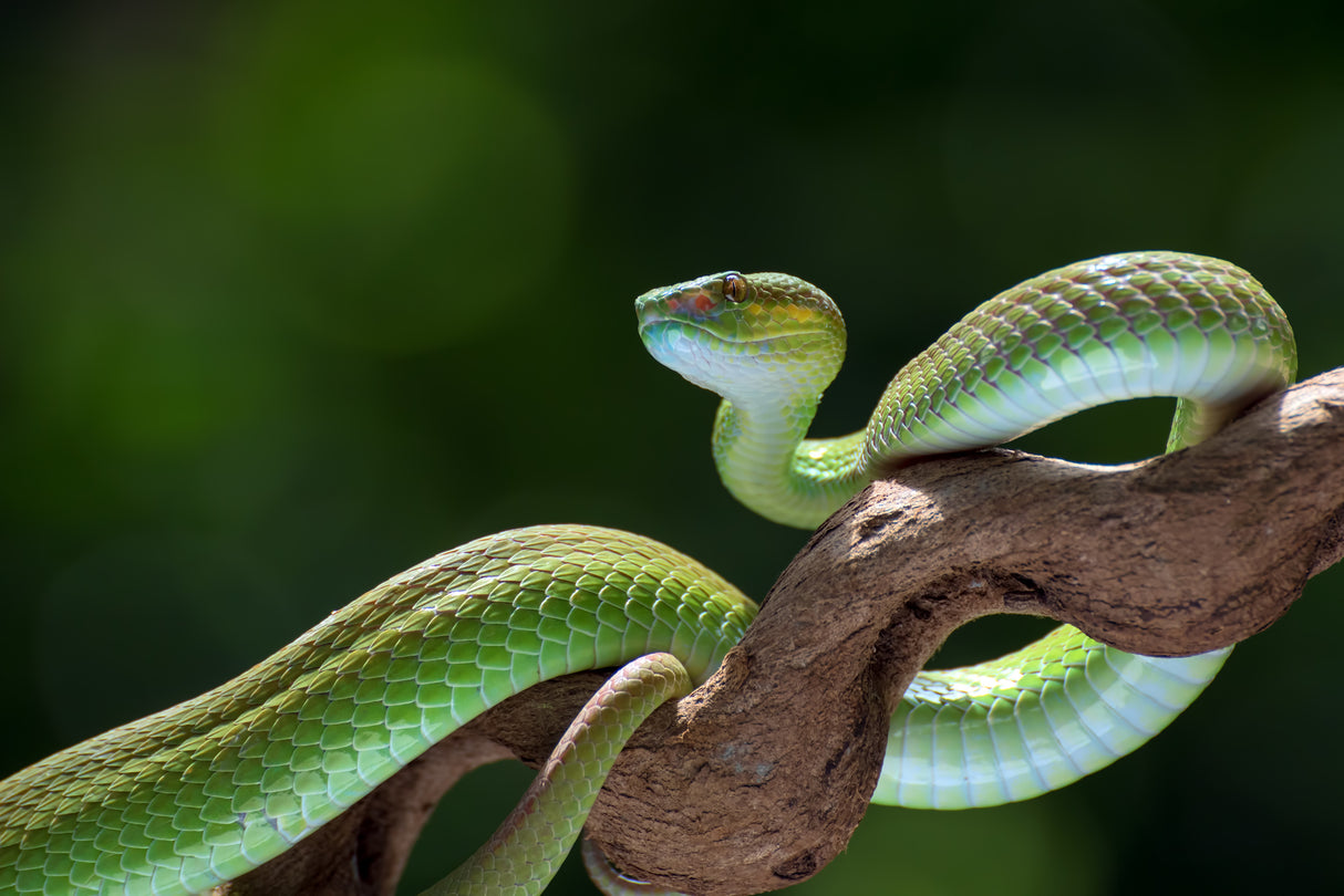 The white-lipped pit viper Poster och Canvastavla