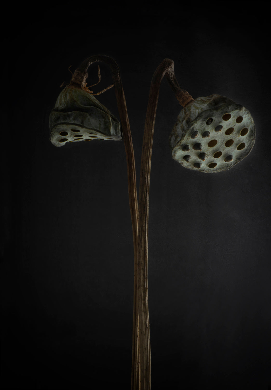 Lotus heads - dried Poster och Canvastavla