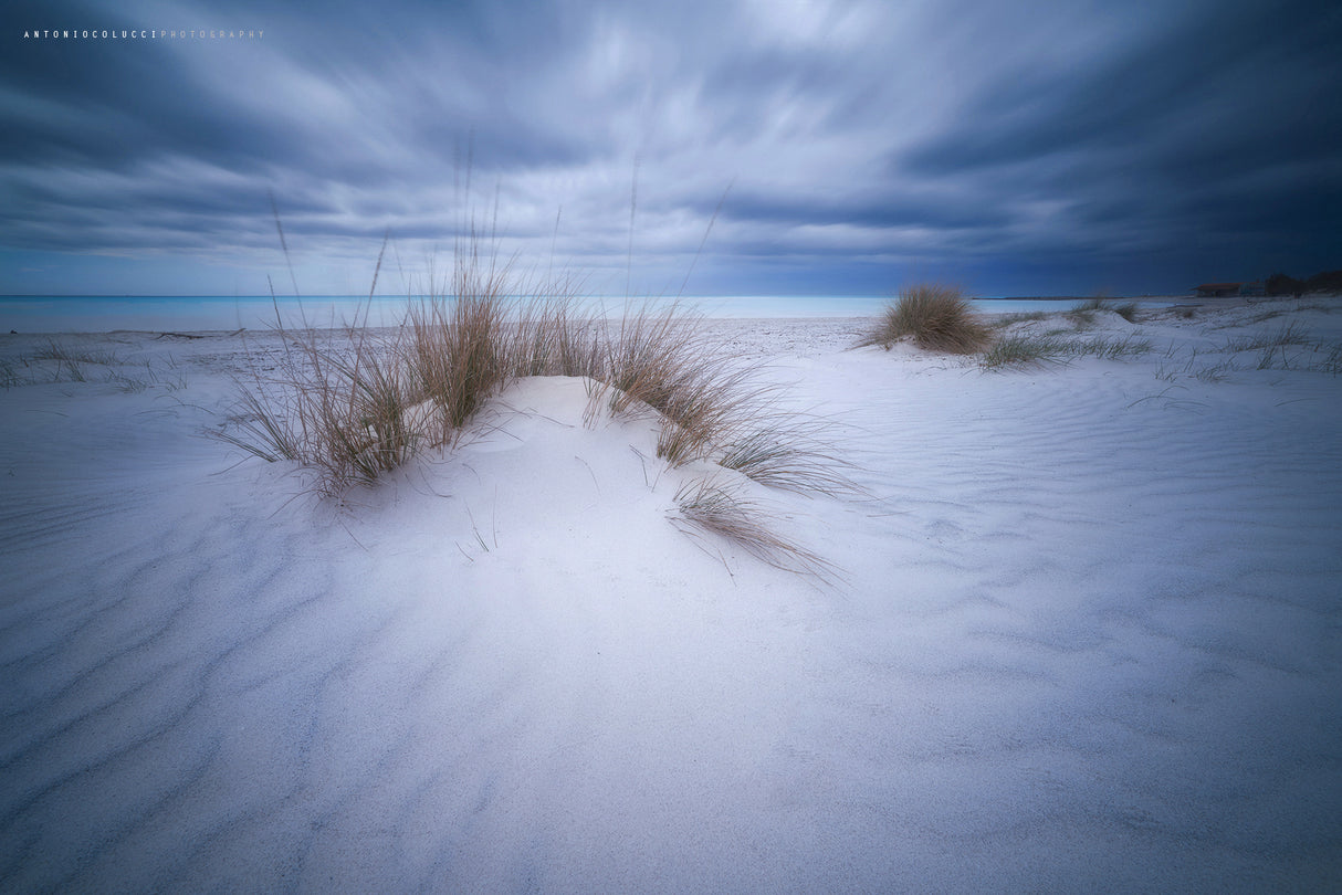 Beach White Poster och Canvastavla