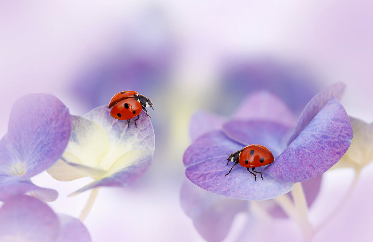 Red and purple Poster och Canvastavla