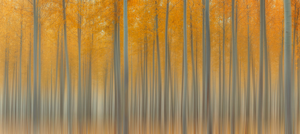 Autumn Delight Poster och Canvastavla