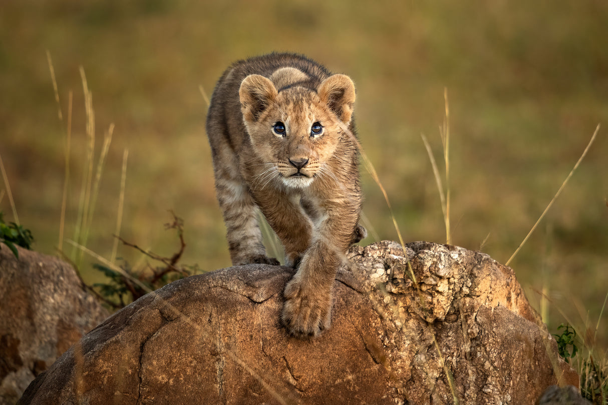 A little lion Poster och Canvastavla