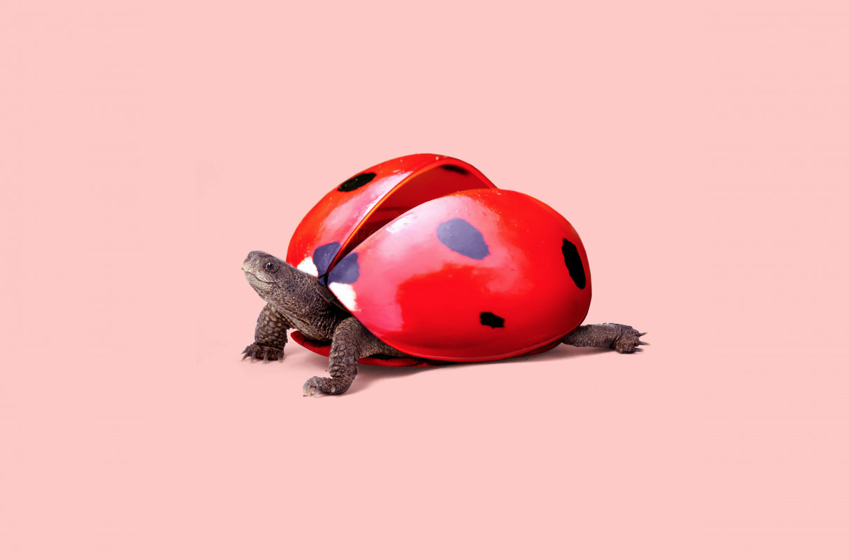 Ladybug Turtle Poster och Canvastavla