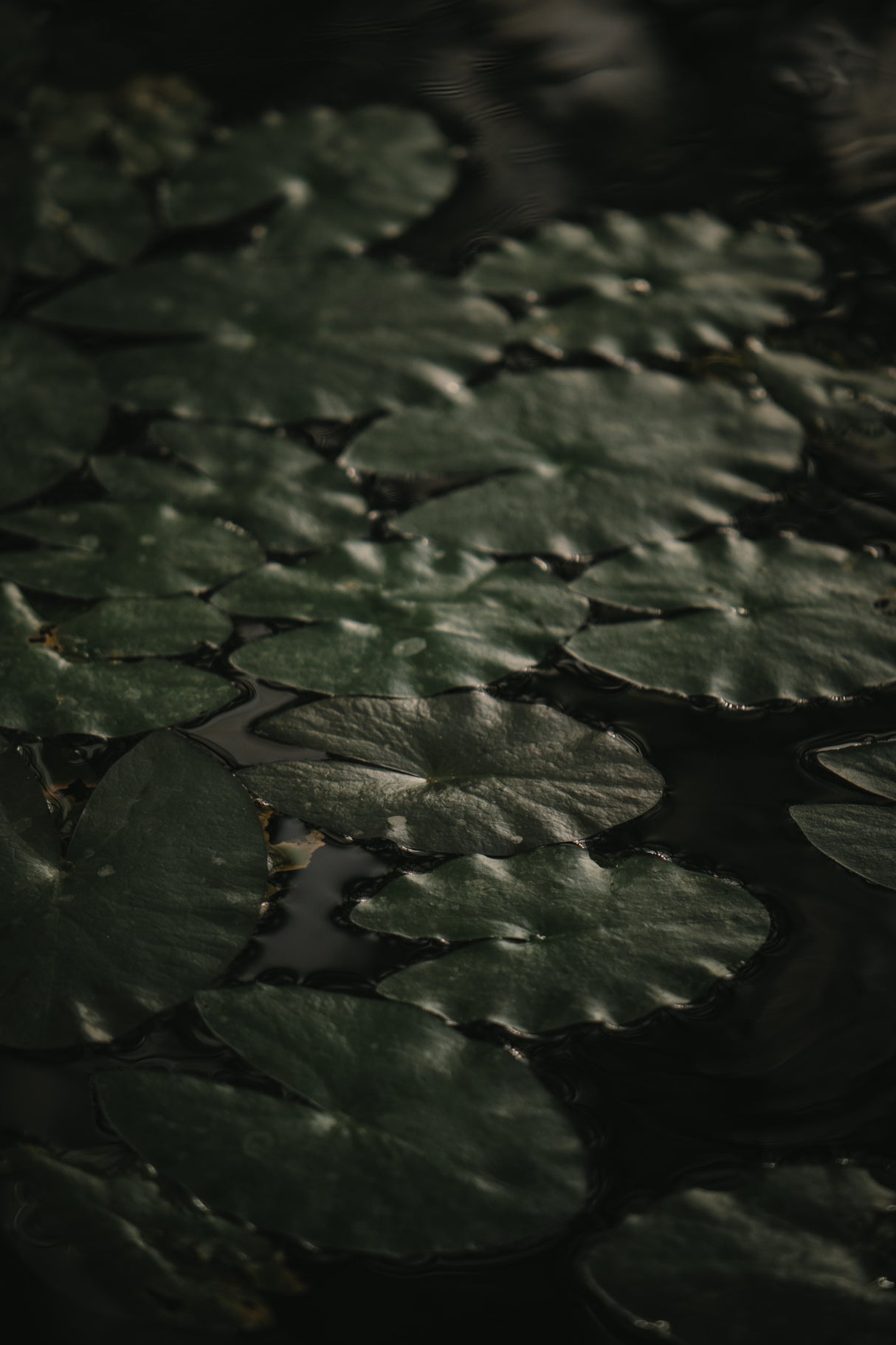 Botanical Series - Water Lily Leaves 1/2 Poster och Canvastavla