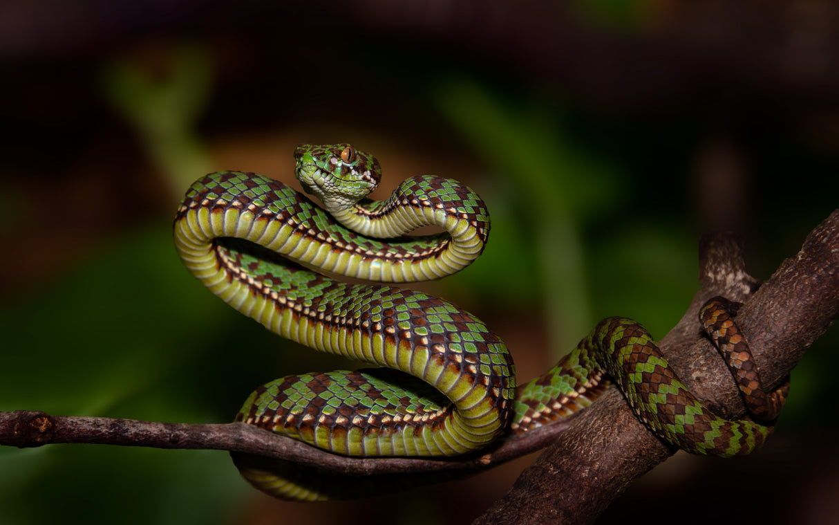 Snake Poster och Canvastavla