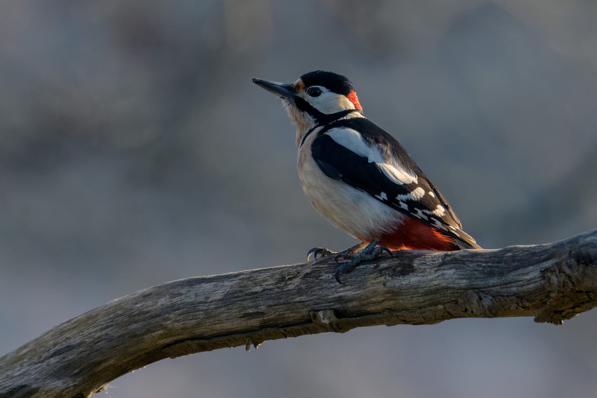 Spotted woodpecker Poster och Canvastavla