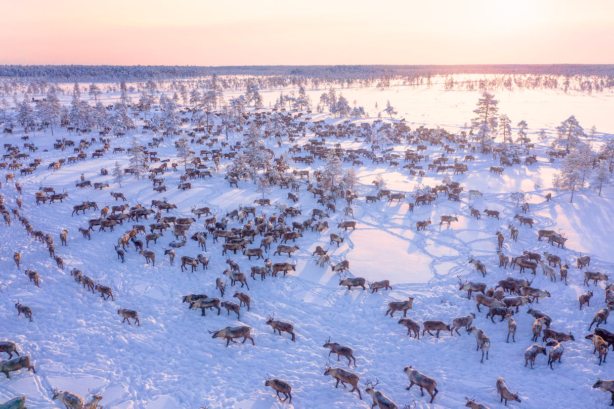 North of Russia - Wilde Reindeers Poster och Canvastavla